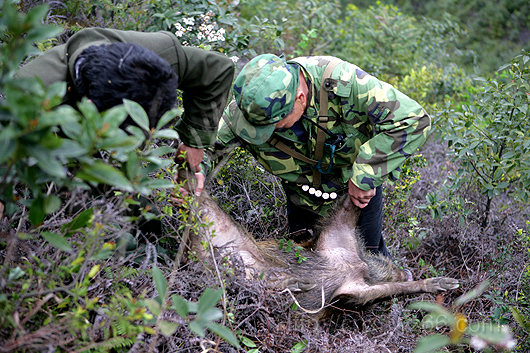 李氏父子同心協(xié)力捕野豬 李氏父子同心協(xié)力捕野豬